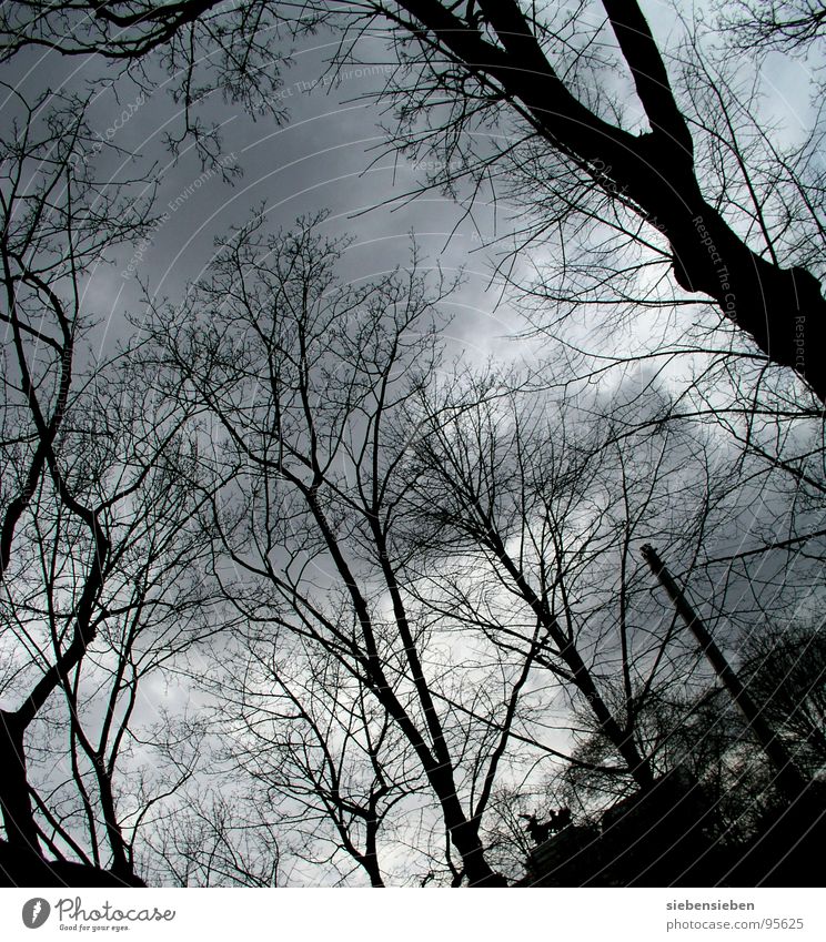 Stille ruhig dunkel Wolken Baum Wolkendecke Umwelt genießen Winter Trauer Stimmung Verzweiflung Frieden Niveau Natur Zweig Ast kein Laut schön Entlaubt