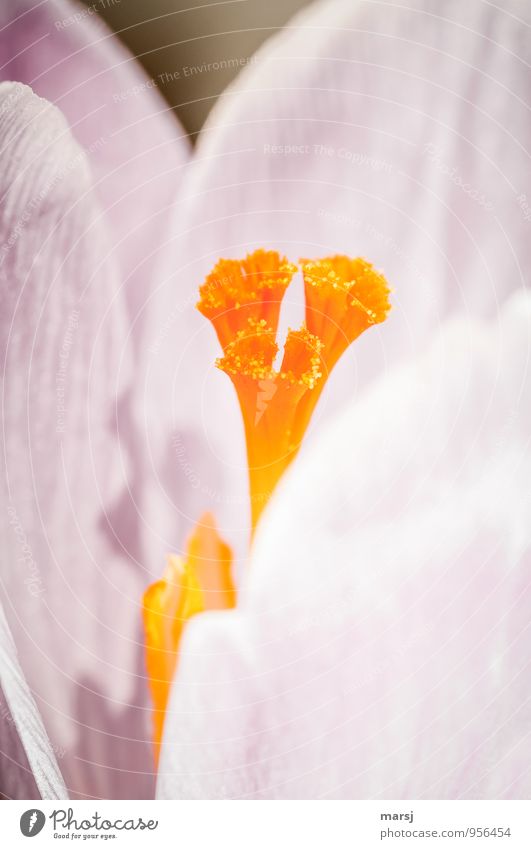 !Trash! | Bitte noch nicht! Natur Pflanze Frühling Blüte Wildpflanze Pflanzenteile Stempel Krokusse Duft leuchten einfach einzigartig mehrfarbig orange