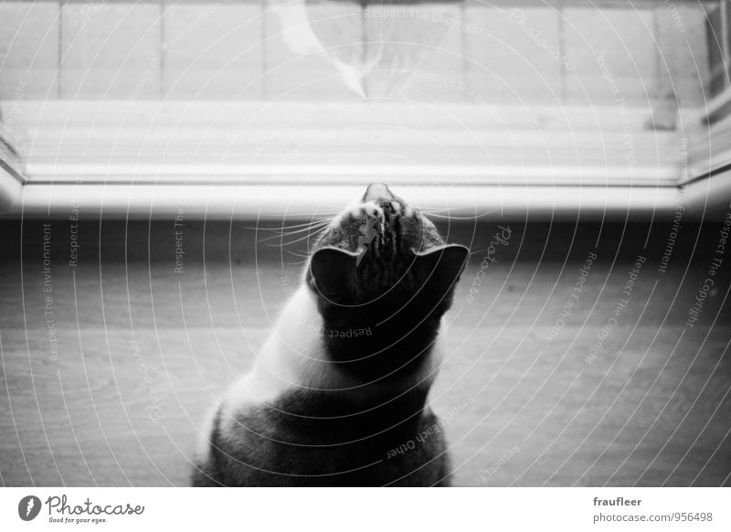 Kater Tier Haustier Katze 1 Holz Glas Stimmung Wachsamkeit Neugier Interesse Sehnsucht Schwarzweißfoto Innenaufnahme Nahaufnahme Menschenleer Textfreiraum oben