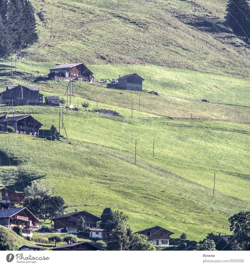 Randbebauung Landwirtschaft Forstwirtschaft Landschaft Wiese Hügel Alpen Berghang Chateau d'oex Schweiz Kanton Waadt Dorf Menschenleer Haus nachhaltig natürlich