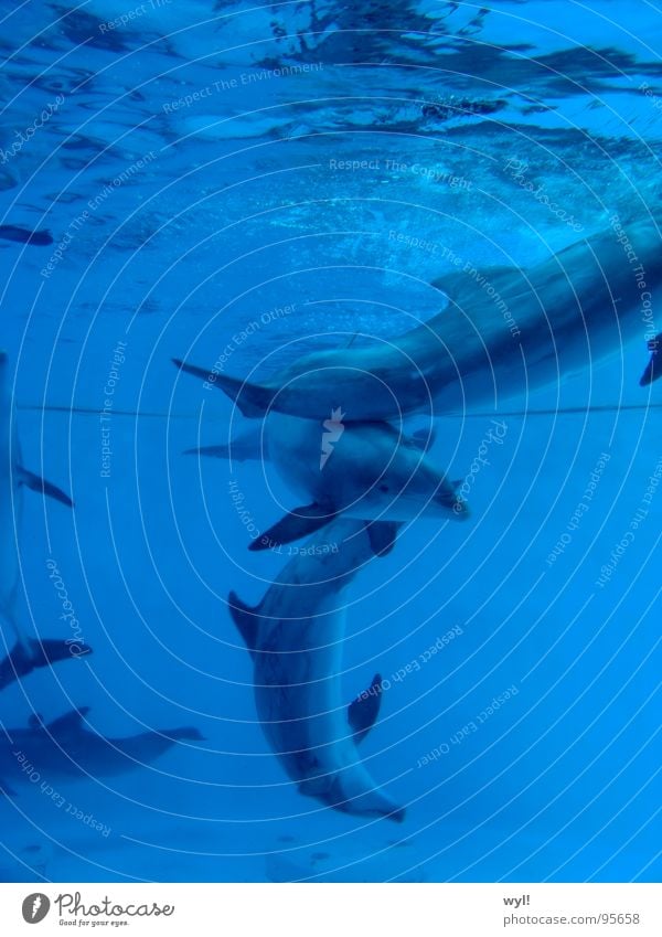 Choreographie der Tiefe Delphine Säugetier Meer Tanzen Aquarium See Freude Wasser dolphin tanzschrift Leben blau Unterwasseraufnahme sea nordkorea