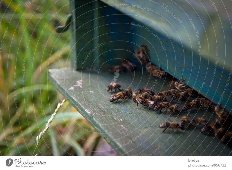 fleißige Bienchen Imker Imkerei Sommer Wiese Biene Bienenstock Tiergruppe Schwarm Arbeit & Erwerbstätigkeit Bewegung krabbeln Häusliches Leben Zusammensein