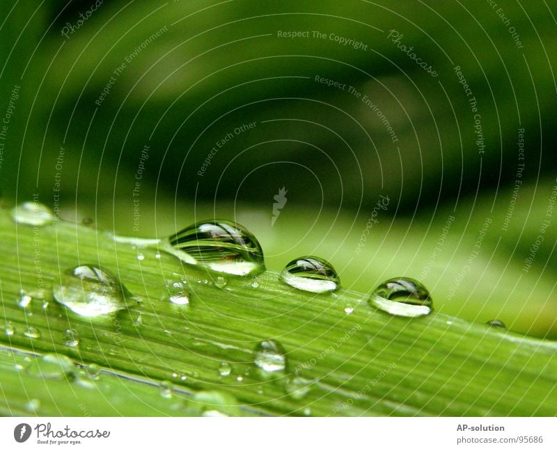 Tropfen *1 3 Regen Makroaufnahme frisch nass feucht Reflexion & Spiegelung grün grasgrün rund glänzend Wasser ruhig leicht perfekt Konzentration Nahaufnahme