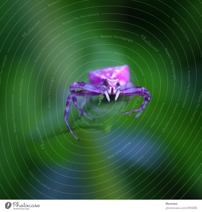 Die will nur spielen...oder? Krabbenspinne weiß violett Insekt angriffslustig Blüte Gartenwicke Pflanze Tier Lauerjäger Zwei-Klauen-Spinne Dionycha Krallen Gift