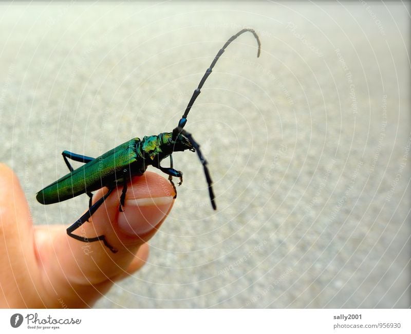 Die Fühler ausstrecken... Finger Fingernagel Fingerkuppe Tier Käfer Insekt 1 entdecken krabbeln sitzen sportlich dünn groß lang Neugier grün Partnerschaft