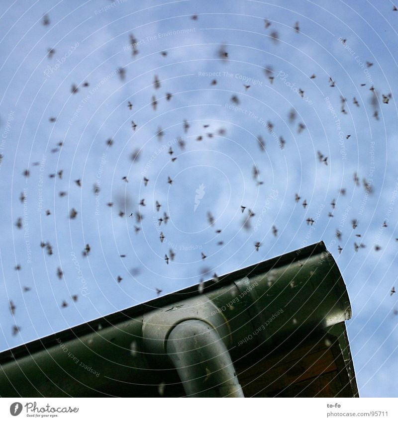 Motten! Heterocera Schädlinge Insekt Dach Dachrinne Angst Panik lästig Schwarm Himmel rechnen