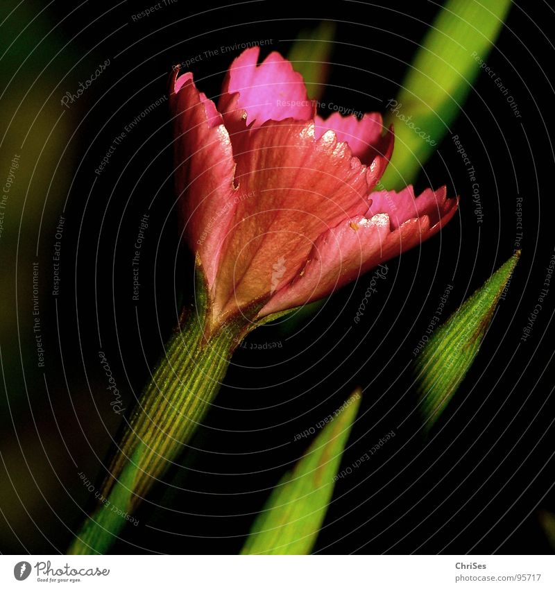 Dianthus_deltoides_Heide_Nelke Heide-Nelke Blume Blüte rot rosa grün schwarz Pflanze Frühling Sommer Beet Stengel Blütenblatt Makroaufnahme Nahaufnahme Garten