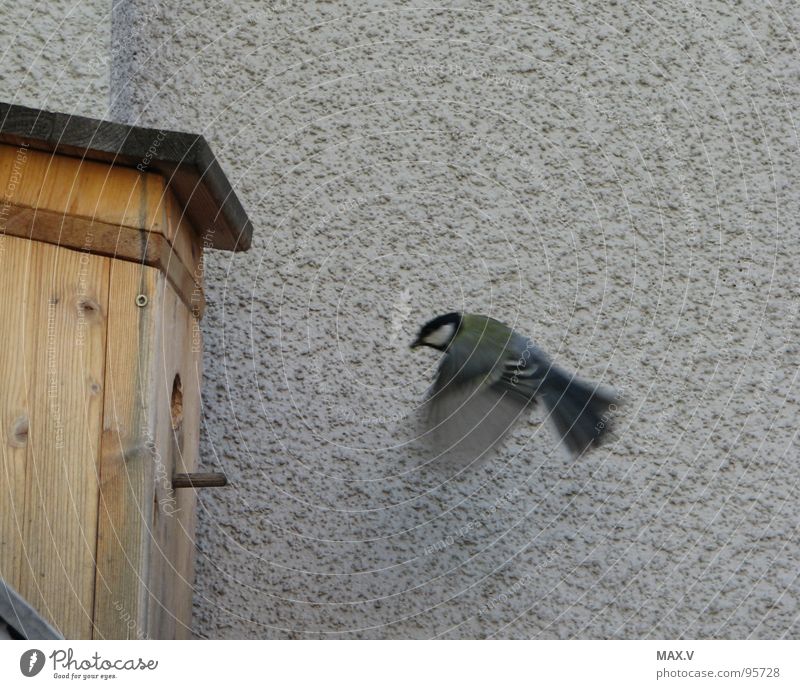 Essen auf Flügeln Meisen Vogel Momentaufnahme Futterhäuschen Wand füttern Frühling Vogelkasten Pipen
