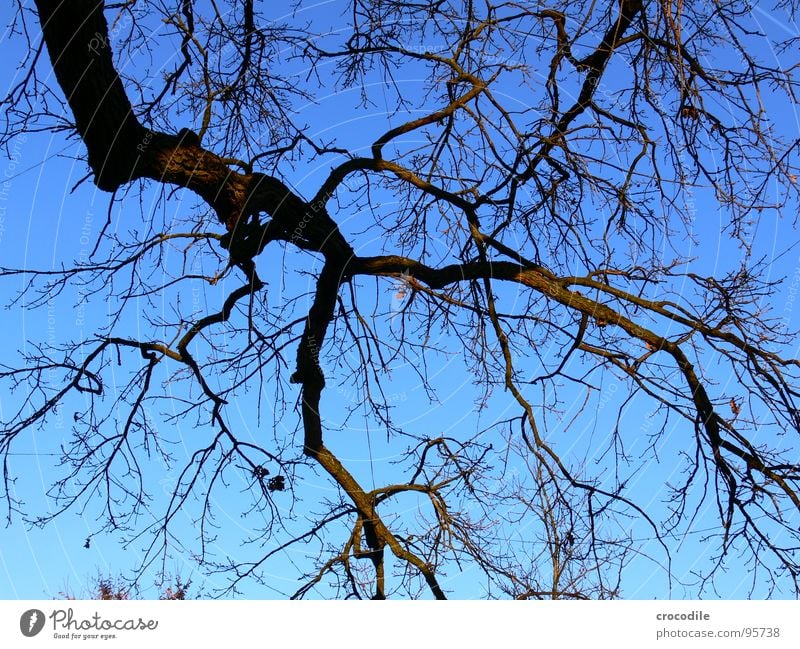 nudistenbaum Baum Herbst Winter Holz Baumrinde Wachstum Reifezeit Entwicklung Luft Sauerstoff rein braun dunkel trist Ast Zweig Biologische Landwirtschaft
