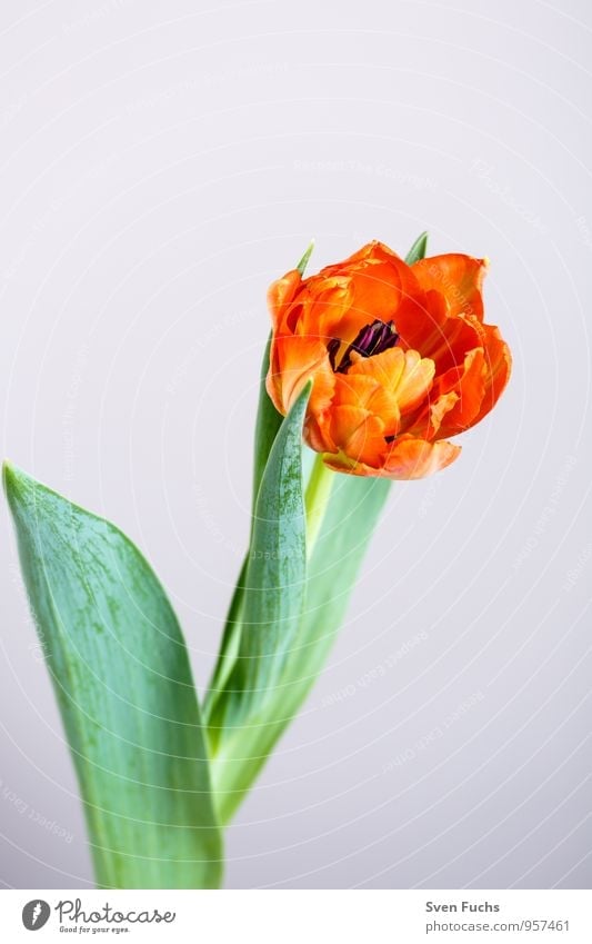 Tulpe Garten Dekoration & Verzierung Valentinstag Muttertag Geburtstag Natur Pflanze Frühling Blume Blüte Duft Fröhlichkeit frisch grün rot farbe isoliert