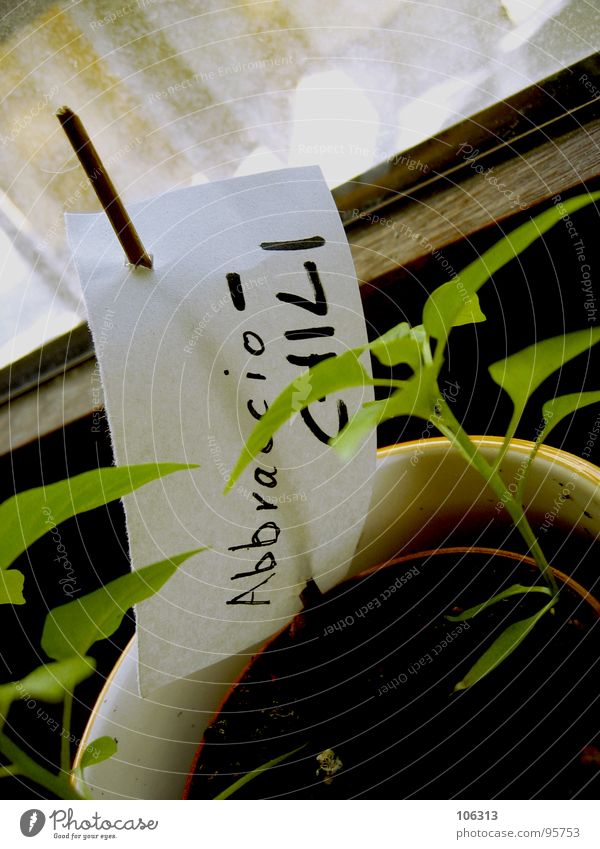 EIGENGEWÄCHS [UND AB IN DIE A-ELF] Chili Pflanze Paprika Nachtschattengewächse Peperoni Weltmeister grün ökologisch Topf Fenster Luft Blumentopf Grünpflanze