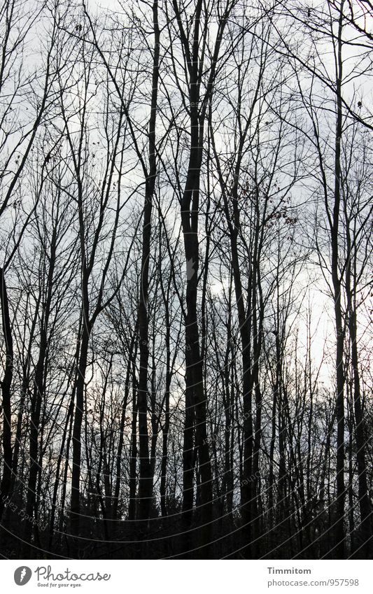 Novemberwald. Umwelt Natur Pflanze Sonnenlicht Herbst Schönes Wetter Wald Holz ästhetisch dunkel einfach natürlich grau schwarz Gefühle Ast Zweige u. Äste kahl
