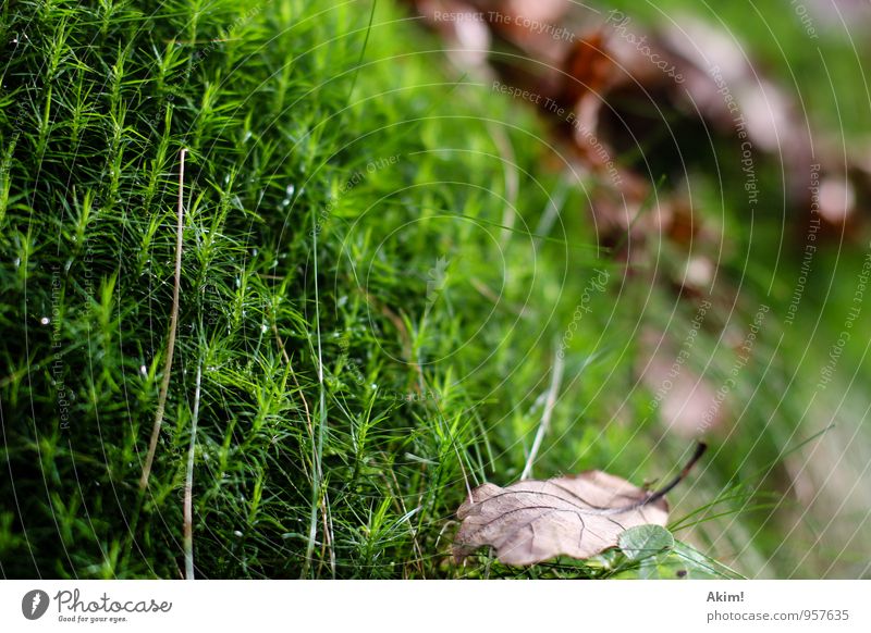 Grüner Herbst Natur Pflanze Gras Sträucher Moos Grünpflanze Wald standhaft Erholung Leben ruhig grün feucht Blatt Makroaufnahme Ausdauer herbstlich Farbfoto
