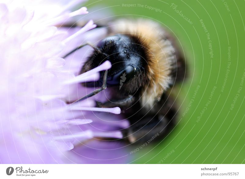 MAAAHLZEIT. grün violett Hummel Insekt Makroaufnahme Blume Wiese Staubfäden saugen Fell Biene Tier Fühler krabbeln mehrfarbig Rüssel Nahaufnahme Mittag Mahlzeit