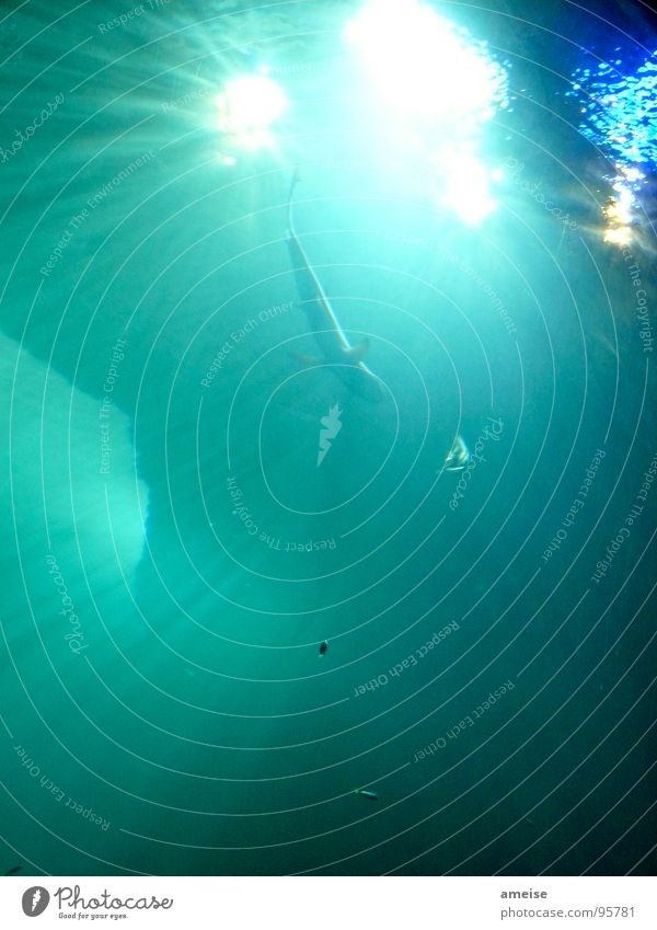 Das kleine Lichtspiel (2. Akt) Haifisch türkis Sonnenstrahlen Tier Landschaft Wasser Meer Fisch kleine fische unterwasserr aquarium Natur