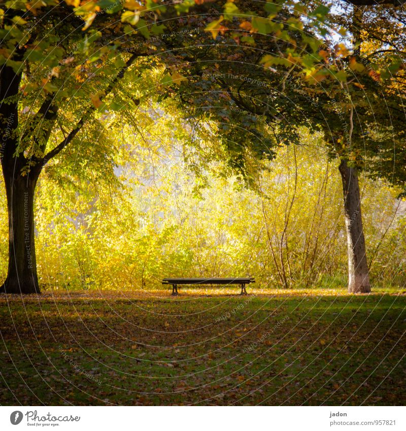 ein platz an der sonne. Erholung ruhig Natur Pflanze Erde Feuer Sonne Herbst Baum Gras Sträucher Blatt Garten Park Wiese sitzen heiß Wärme gelb gold ästhetisch
