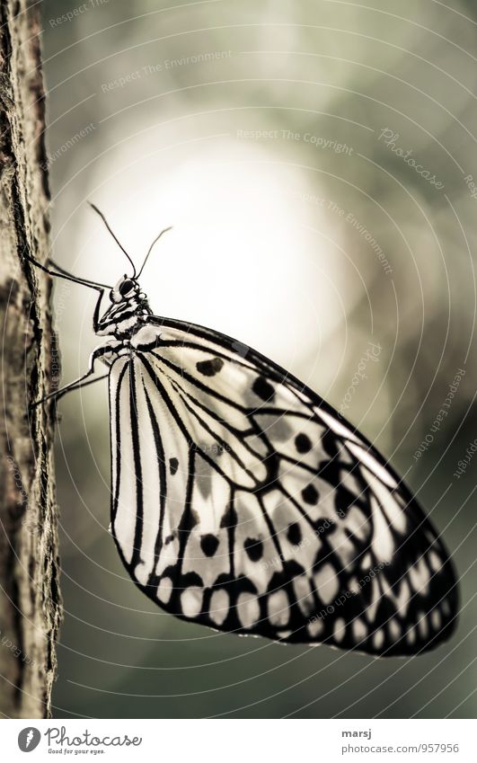 Fliegen will er dann auch noch... Tier Wildtier Schmetterling 1 genießen authentisch einfach fantastisch nah Überraschung Erholung Natur ruhend Farbfoto