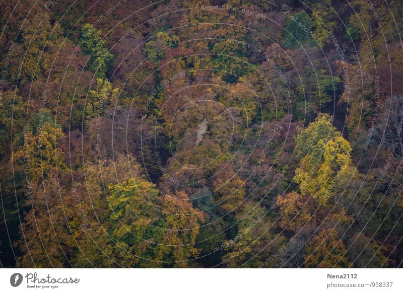 I believe I can fly Umwelt Natur Landschaft Pflanze Luft Herbst Schönes Wetter Baum Wald fliegen hängen wandern mehrfarbig Lebensfreude Schwerelosigkeit