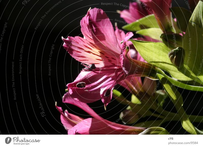 pinke Blume ruhig schwarz rosa Natur Kontrast Detailaufnahme