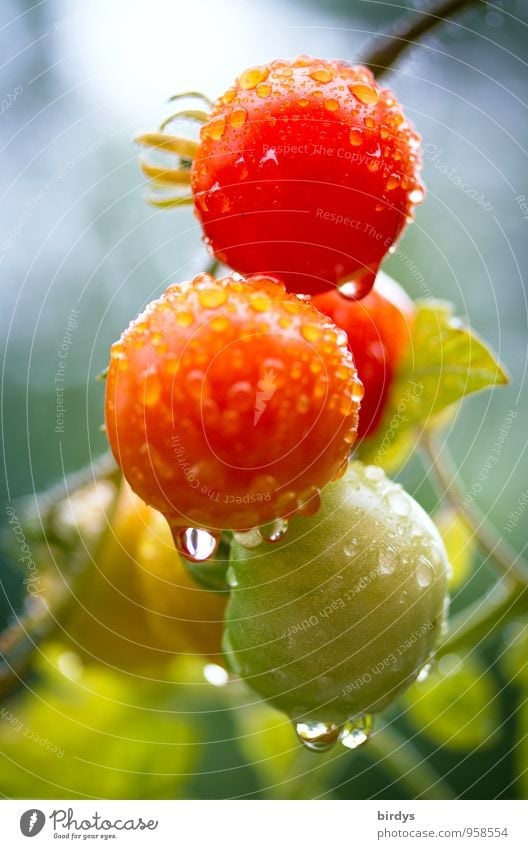 Bio-Freilandtomaten Gemüse Tomate Ernährung Bioprodukte Nutzpflanze Fruchtstand Duft ästhetisch Gesundheit lecker nass positiv saftig grün rot Natur Wachstum