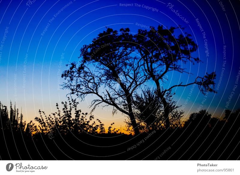 Blaue Stunde Baum Verlauf Blatt Sträucher Sonnenuntergang Stimmung Färbung Farbe Dämmerung Siluette Ast Stäucher Himmel