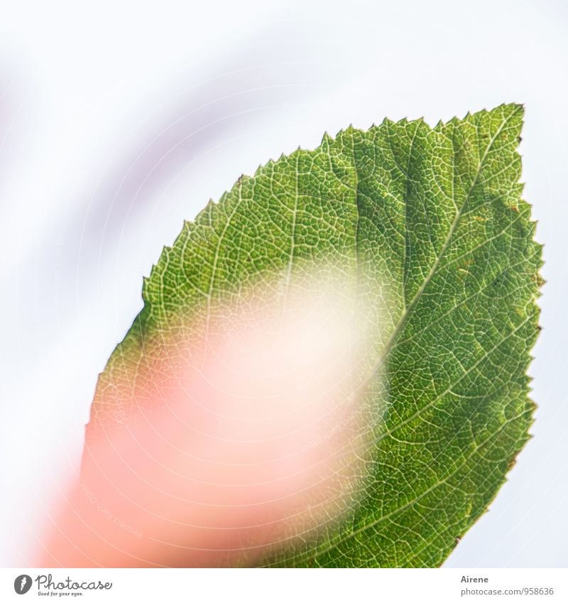 jung und alt Pflanze Blatt haselnussstrauch Wachstum frisch entfalten kommen regenerativ Farbfoto Außenaufnahme Menschenleer Textfreiraum unten