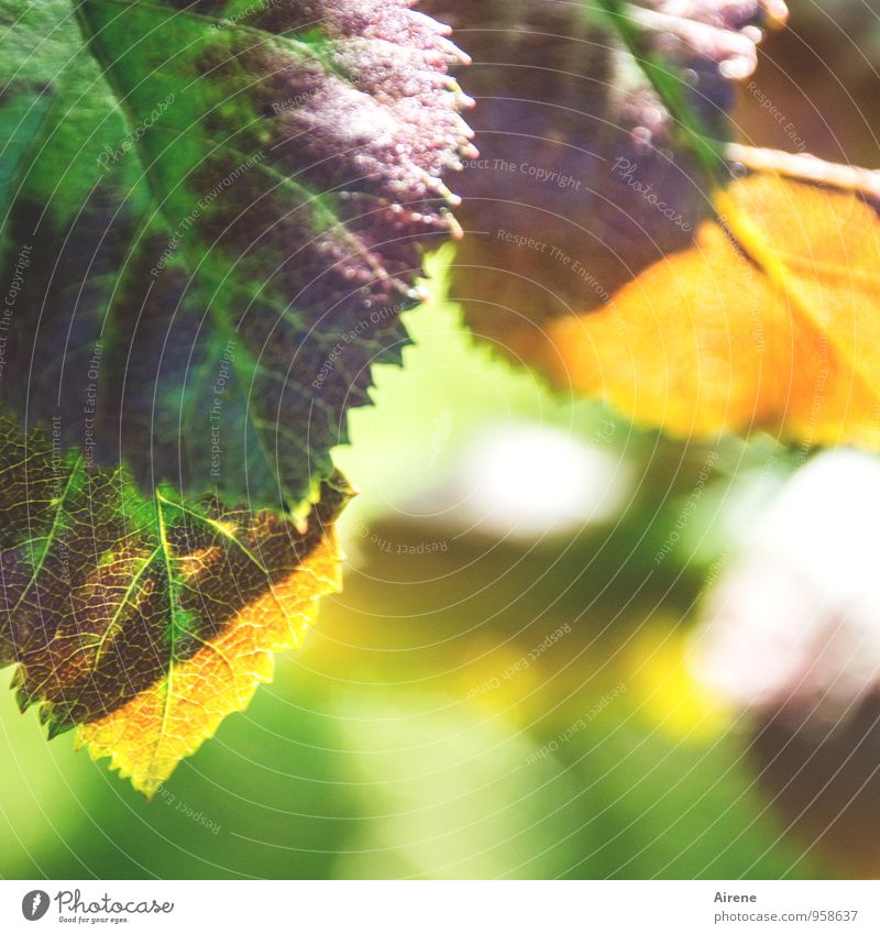 Maler Herbst Pflanze Baum Sträucher Blatt haselnussstrauch Haselnussblatt Herbstlaub fantastisch einzigartig braun mehrfarbig gelb grün Natur