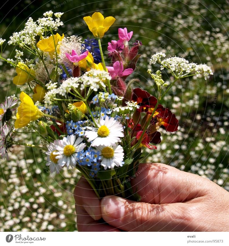 Frühlingsblumen bei Sommertemperaturen schön Duft Garten Muttertag Hand Finger Blume Gras Wiese Blumenstrauß Blühend festhalten springen Frauenhand