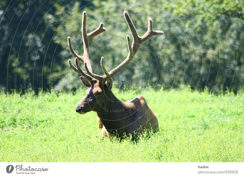 Wapiti-Bulle, (Cervus canadensis), Tier Wiese Wald Fell grün Hirsche riesenhirsch Horn kopf elk Steppe Amerika liegen rocky Kanada Bull elk deer giant deer