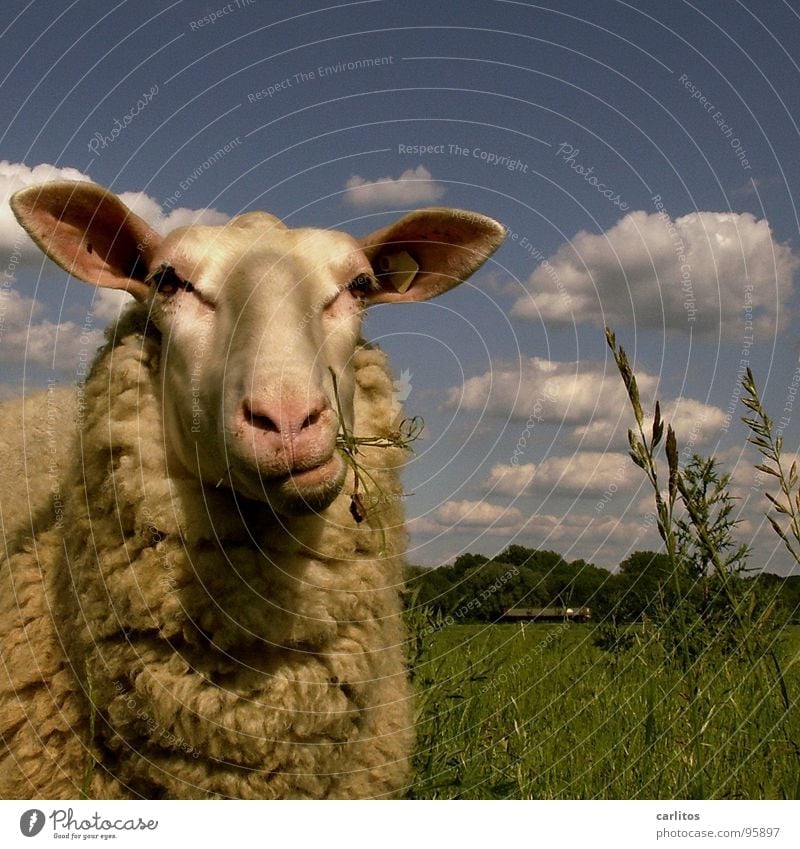 Lustiges Schaf kaut auf Grashalm Leineschaf Wolle Fell Schurwolle Ausgelassenheit lustig schön harmonisch Denken niedlich drollig umgänglich Halm Säugetier