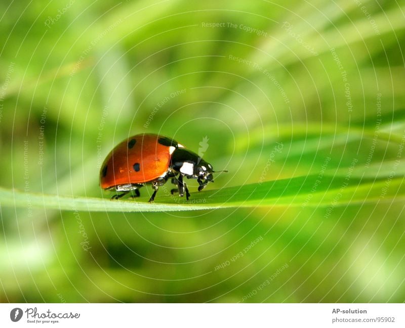 "gallopierender" Marienkäfer *1 Glück Erfolg Natur Tier Gras Käfer krabbeln laufen klein Geschwindigkeit grün rot schwarz Insekt winzig Fühler Halm grasgrün