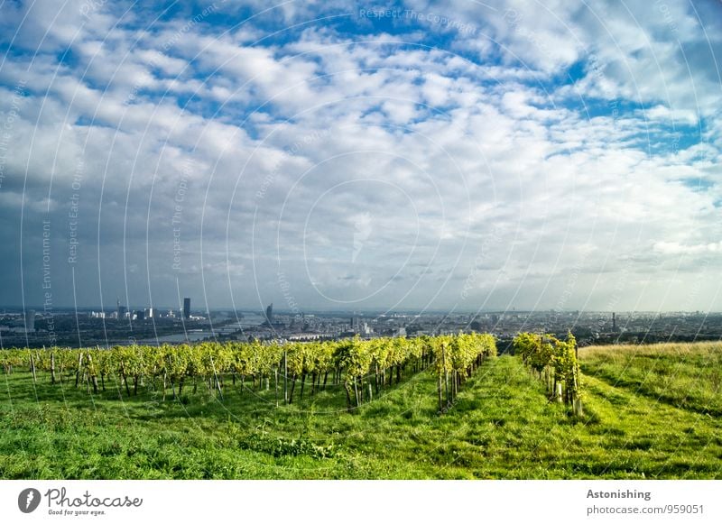 Ausblick auf Wien Umwelt Natur Landschaft Pflanze Luft Himmel Wolken Horizont Herbst Wetter Schönes Wetter Gras Sträucher Nutzpflanze Wiese Hügel Fluss Donau