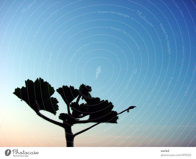 Guten Morgen, Geranie Dekoration & Verzierung Natur Pflanze Wolkenloser Himmel Klima Schönes Wetter Blatt Blüte Pelargonie Balkon blau rosa schwarz Vorfreude