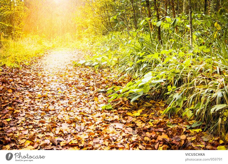 Fußweg im sonnigen Wald , Herbstlandschaft Natur Sonnenaufgang Sonnenuntergang Sonnenlicht Schönes Wetter Park gelb Design Hintergrundbild Blatt Wege & Pfade