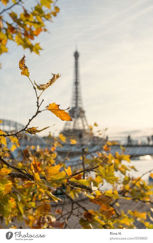 Paris im Herbst Ferien & Urlaub & Reisen Tourismus Ausflug Sightseeing Städtereise Schönes Wetter Baum hell Stadt Lebensfreude Tour d'Eiffel Herbstlaub Seine