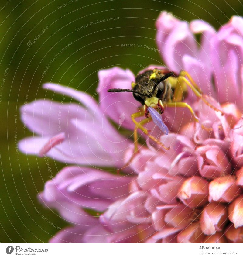 Blütenfresser-Irgendwas Wespen Tier krabbeln Insekt klein winzig schwarz Schädlinge fleißig Arbeit & Erwerbstätigkeit Arbeiter Natur Makroaufnahme Shorts Fühler