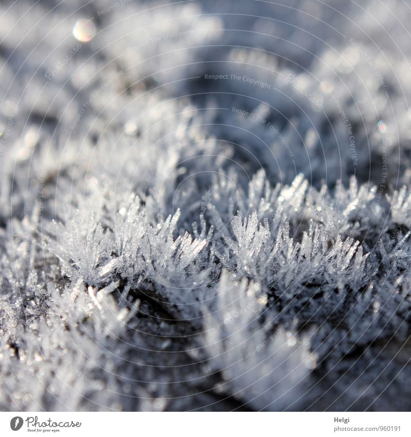 Naturkunstwerk... Umwelt Winter Eis Frost frieren glänzend ästhetisch authentisch außergewöhnlich schön einzigartig kalt klein natürlich Spitze grau weiß bizarr