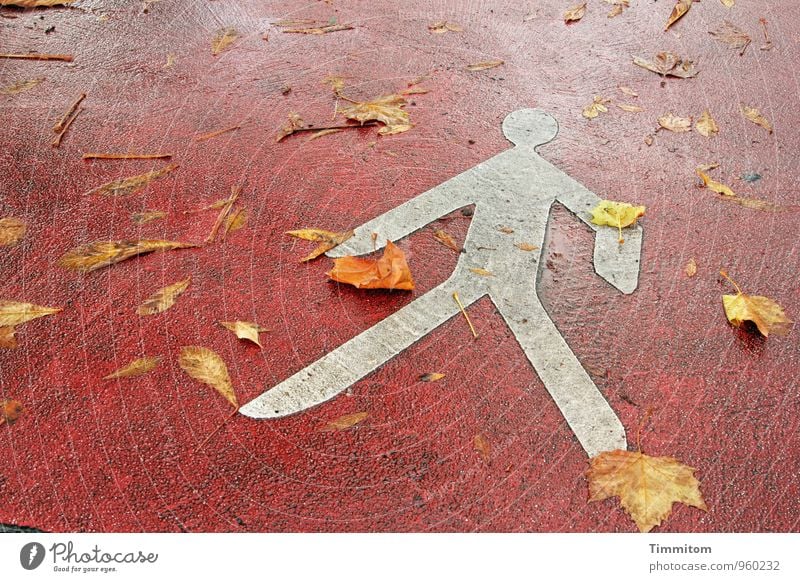 Mit Blättern leben. Herbst Blatt Straße Schilder & Markierungen liegen gelb rot weiß Gefühle Warnhinweis Fußgänger Farbfoto Außenaufnahme Menschenleer