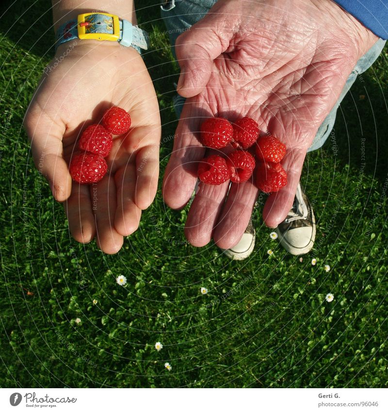 11 + 86 Himbeeren rund 3 verschrumpelt Falte Senior gepflückt rot Hand 2 anbieten Präsentation Finger Schuhe Chucks Gras Wiese grün Gänseblümchen Frucht Mensch