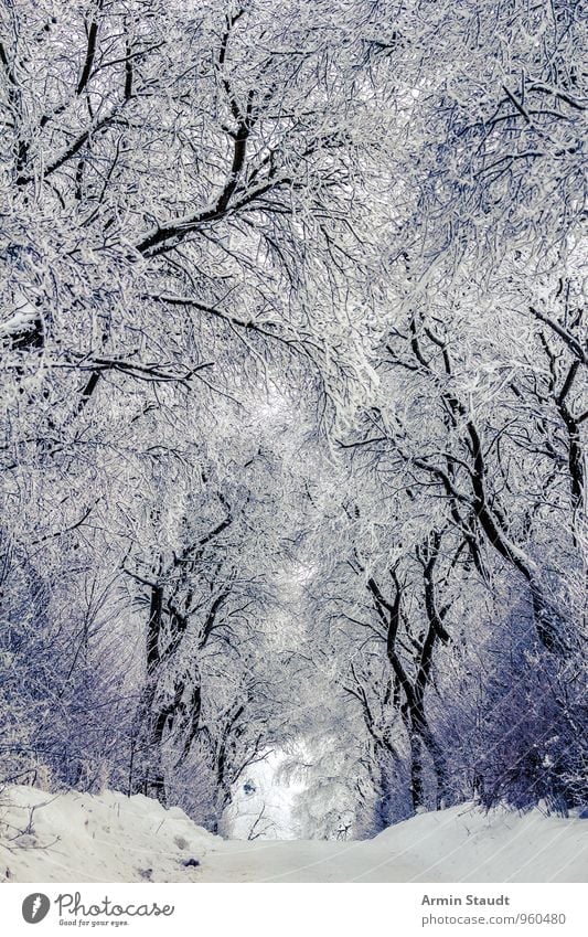 Winter - Schnee - Bäume - Weg ruhig Winterurlaub Natur Klima Wetter Schönes Wetter Baum Sträucher Wald frieren ästhetisch frisch kalt schön weiß Stimmung Schutz