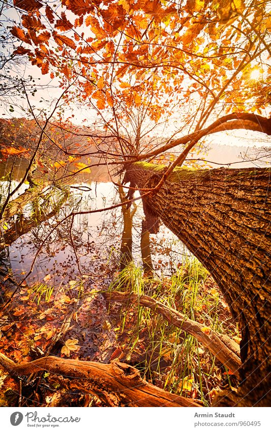 Baum - Umgefallen - Herbst ruhig Ferien & Urlaub & Reisen Natur Landschaft Wasser Himmel Sonne Sonnenlicht Wald Seeufer ästhetisch schön gelb orange Stimmung