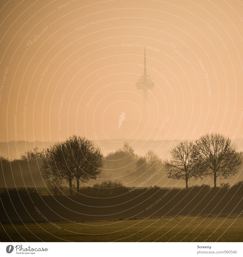 Im Nebel Umwelt Landschaft Herbst Baum Park Wiese Feld Köln Stadt Stadtrand Wahrzeichen Colonius - Fernsehturm hoch Spitze Farbfoto Außenaufnahme Menschenleer