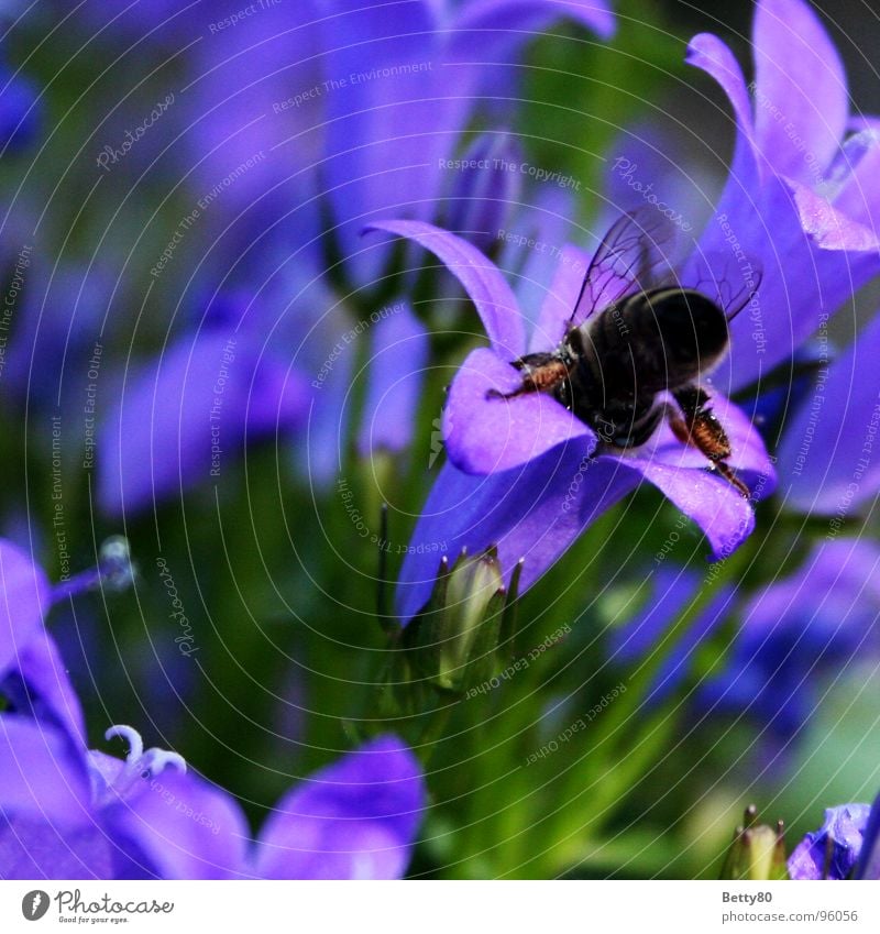 Visite Biene bestäuben Insekt Pflanze Blume Staubfäden Honig Bestäubung Natur Garten Nektar