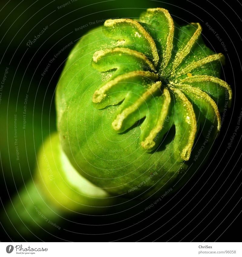 Mohn im Endstadium grün schwarz Klatschmohn Samen Stengel Pflanze Blume Blüte bestäuben Korn Mohnblüte rund Sommer Makroaufnahme Nahaufnahme Kugel ChriSes
