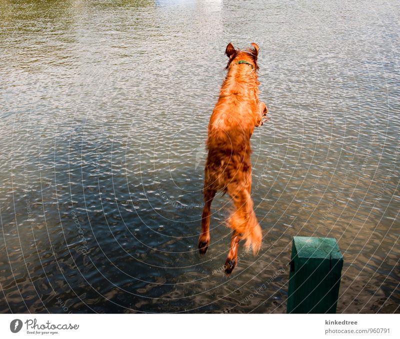 Hund beim Springen vom Dock ins Wasser Sommer Natur Tier Wetter Schönes Wetter Teich See blau braun gelb grau grün schwarz weiß Farbe übersichtlich orange