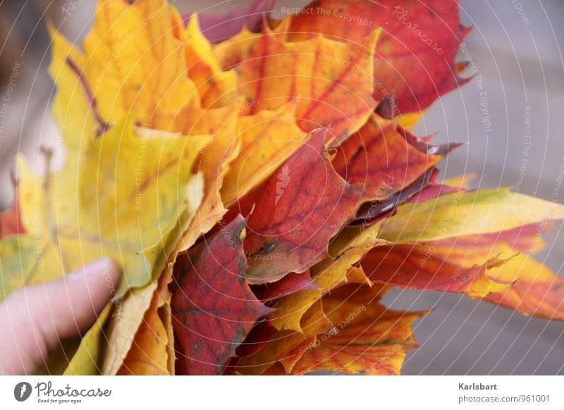 Eine Handvoll Herbst Lifestyle Freude Gesundheit Wohlgefühl Umwelt Natur Tier Baum Blatt Garten Wald Blumenstrauß Wandel & Veränderung Herbstlaub herbstlich