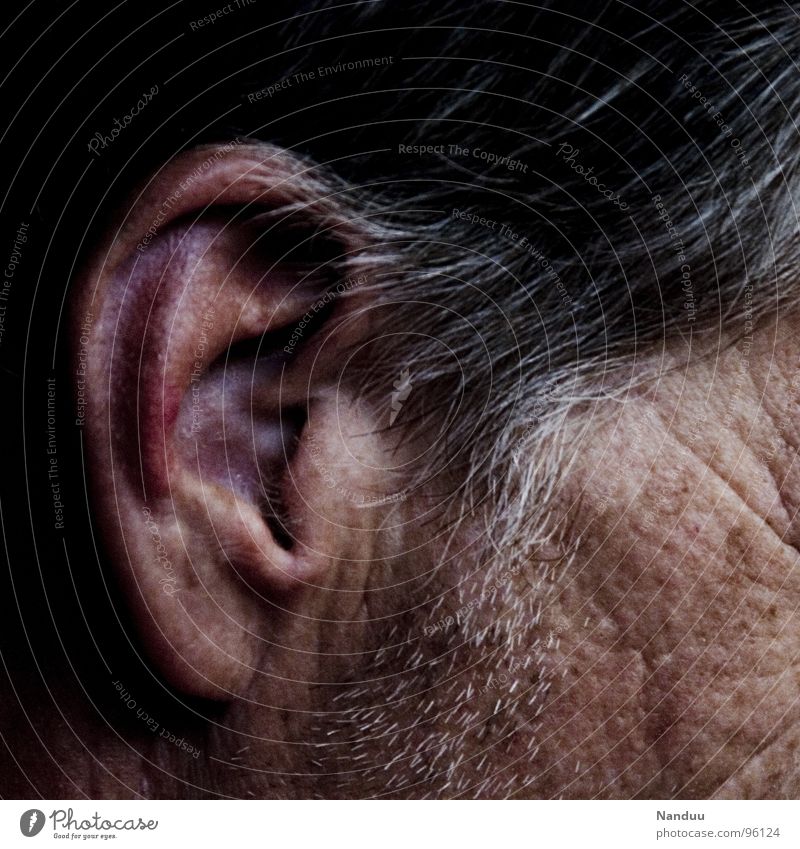 rotes Ohr Haare & Frisuren Haut Sinnesorgane Mensch Mann Erwachsene Senior grauhaarig hören nah ergraut Äderchen Gefäße verwundbar sensibel Lachfalte