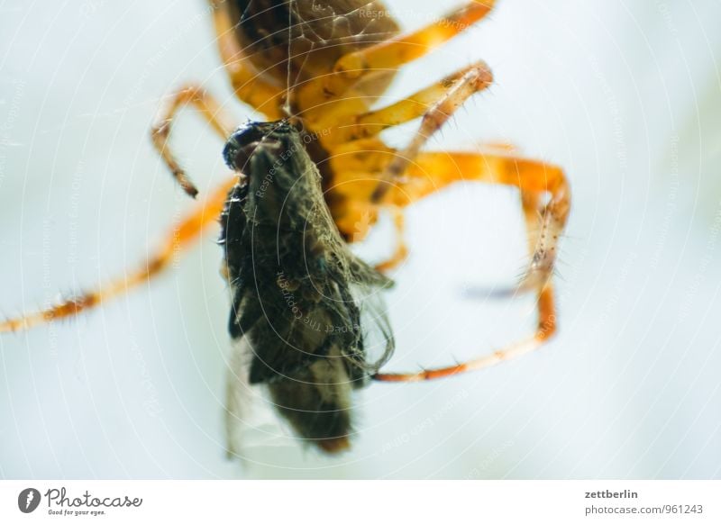 Fliege + Spinne Beute betäubt einfangen Gesunde Ernährung Speise Essen Foodfotografie Gebiss Fressen Garten Jagd Kreuzspinne Raubspinne Landraubtier Spinnennetz