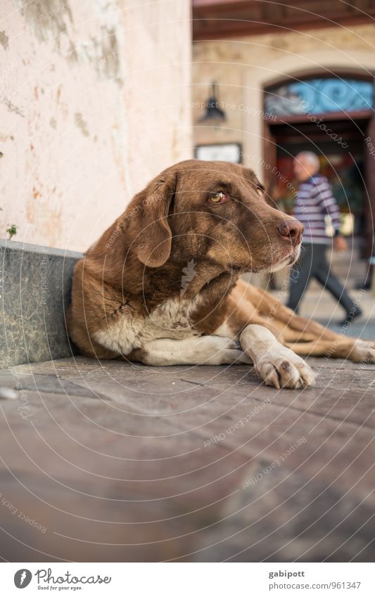 Hundeleben Reichtum Antalya Altstadt Tier Haustier 1 liegen Traurigkeit Sorge Müdigkeit Appetit & Hunger Heimweh Einsamkeit Erschöpfung obdachlos Straße