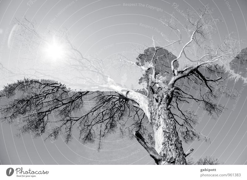 baum.sonne.doppelt Umwelt Landschaft Schönes Wetter Pflanze Baum außergewöhnlich grau weiß beweglich Leben Doppelbelichtung Lichtspiel Schwarzweißfoto